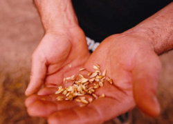 Начальник службы безопасности расплатился свободой за требование доли агропредприятия на Ставрополье