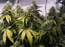 Экс-сотрудников минераловодского наркоконтроля поймали на взятке