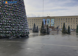 Елочные базары открылись в Ставрополе: полный список адресов 
