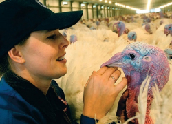 Птицеферму за миллиард рублей построят в Ставропольском крае 