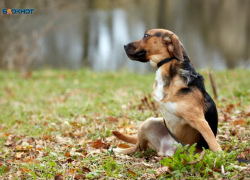 Около тысячи безнадзорных собак были отловлены в Ставрополе в 2025 году