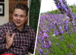 «Лучше б картошку сажали»: ставропольцы раскритиковали губернатора за лавандовый инвестпроект