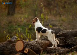 Мошенники наживаются на ставропольцах, желающих купить породистых щенков 