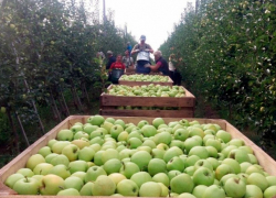 Более 300 миллионов рублей заложили в бюджет на растения в Ставропольском крае