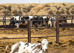 Фермер Магомедов украл у Ставрополья 2,2 миллиона и сел на год и 8 месяцев 