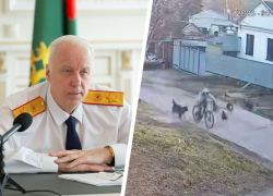 Александр Бастрыкин заинтересовался ситуацией с нападением собак на ребенка 