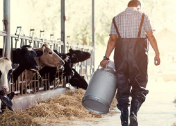 Ставропольские фермеры получили более 500 миллионов рублей на развитие 