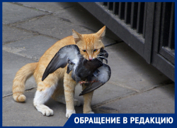 Охотник за котами терроризирует село на Ставрополье