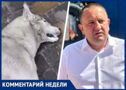 Глава Минераловодского округа прокомментировал жестокое отравление собак