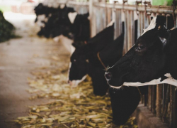 Карантин из-за бруцеллеза ввели в Нефтекумском округе Ставропольского края