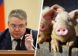 Глава Ставрополья «впрягся» за нидерландскую свиноферму, завалившую землю тоннами фекалий