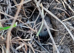 Как защитить посевы от мышей: советы ставропольских аграриев