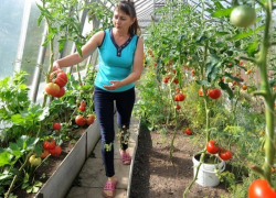 "Теплицы, как грибы": шестую часть всех российских томатов собрали в теплицах Ставрополья 