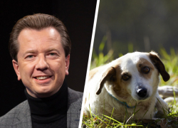 Депутат ГД Владимир Бурматов предложил ужесточить уголовную ответственность за «самовыгул» собак после смерти девочки в Ставрополе