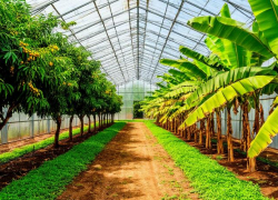 Бананы и манго: что известно о выращивании экзотики в Невинномысске