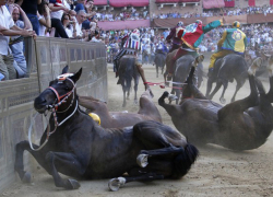 Мужчина погиб на скачках на Ставрополье