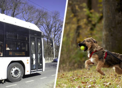 Стандарты для автобусов и защита животных: какие законы ждут ставропольчан в марте