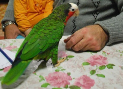 В небе Георгиевска ищут попугая стоимостью 50 тыс рублей