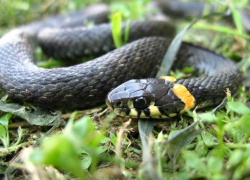 Ставропольские спасатели ловили змею в частном доме