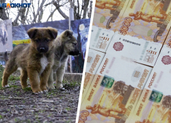 Смерть 9-летней девочки вынудила ставропольские службы покупать зоонаркоз на сотни тысяч рублей