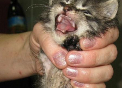 На Ставрополье полицейские сбили пешехода на служебном автомобиле