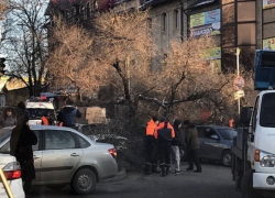 На автомобили в Пятигорске упало огромное дерево 