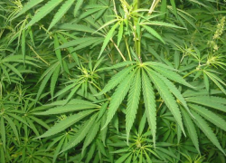 В Предгорном районе двое подростков собрали урожай марихуаны 