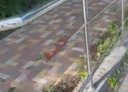 Из-за травмирования несовершеннолетнего проверки проводят следком и прокуратура Ставрополья 