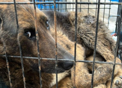 Из клеток с мочой в пункт содержания переместили собак, найденных в ставропольском лесу 