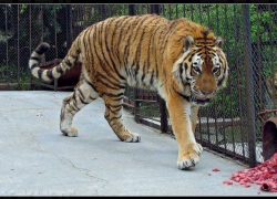 Тигр сбегал из клетки в гастролирующем цирке города Ипатово