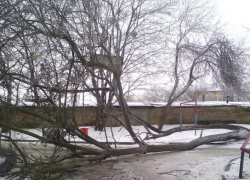 Штормовой ветер повалил деревья в Ставрополе