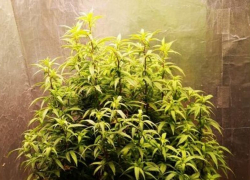 Организатора нарколаборатории в Ставрополе объявили в федеральный розыск