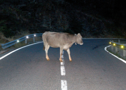 На Ставрополье водитель сбил теленка