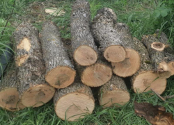 За восемь ясеней на растопку бани ставропольца ждет уголовное дело