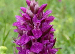 Сокровище гор: пальчатокоренник солончаковый редеет на Ставрополье