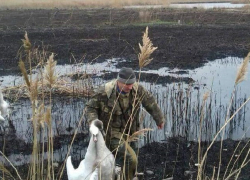 За расстрел лебедей в заповеднике на мужчину завели уголовное дело на Ставрополье 