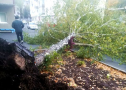 Сильный ветер повалил большое дерево во дворе многоэтажки в Ставрополе