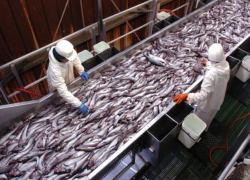 Пациентам ставропольской больницы готовили блюда из просроченной рыбы 