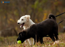 Дополнительные 16 миллионов хотят выделить на решение «собачьего» вопроса после смерти 9-летней девочки в Ставрополе 