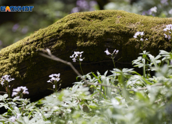 Ставрополь встретит 24 марта мягким теплом без погодных потрясений