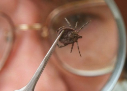 Число укушенных клещами на Ставрополье достигло 5 тысяч