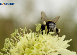 Опасное солнце, жара под 30 градусов и град посетят Ставрополье к выходным