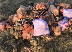 Залежи биологических отходов заметили в Петровском округе Ставрополья