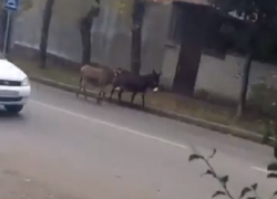 Два ослика гуляли по дорогам и попали на видео в Кисловодске 