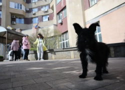 Появился список болезней, разрешающий проведение эвтаназии бездомным животным на Ставрополье