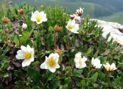 Уязвимая куропаточья трава может исчезнуть на Ставрополье