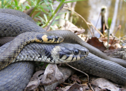 В Невинномысске в частный дом заползли две змеи