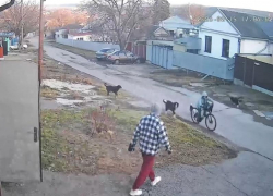 Стая собак набросилась на ребенка и покусала его в Ессентуках