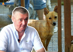 «Из-за безделия глав муниципалитетов»: почему на Ставрополье примут закон об эвтаназии бездомных животных