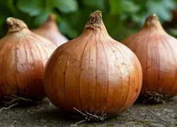 Севкавказстат подтвердил резкое подорожание лука за неделю на Ставрополье 